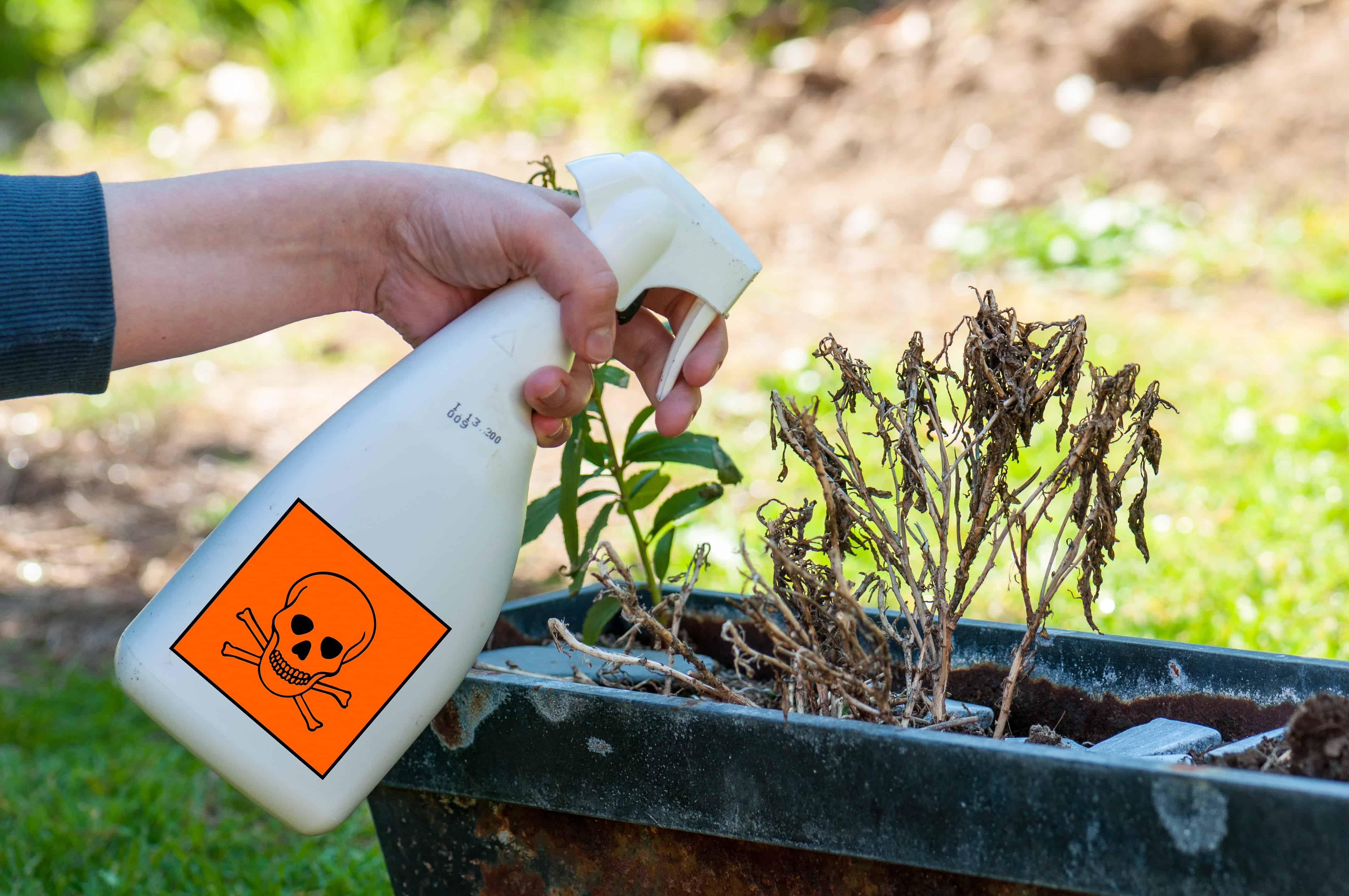 woman's hand holding spray bottle and spraying plants